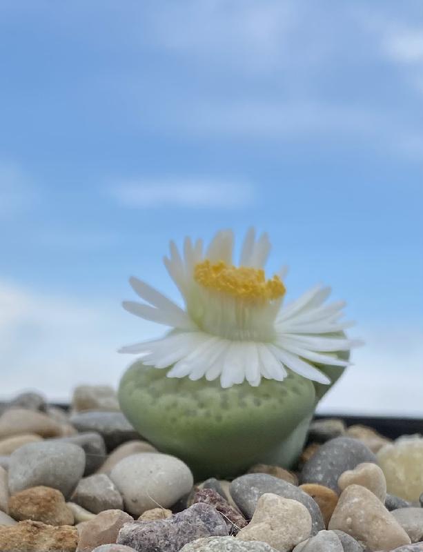 Lithops Fulviceps Aurea ..jpeg